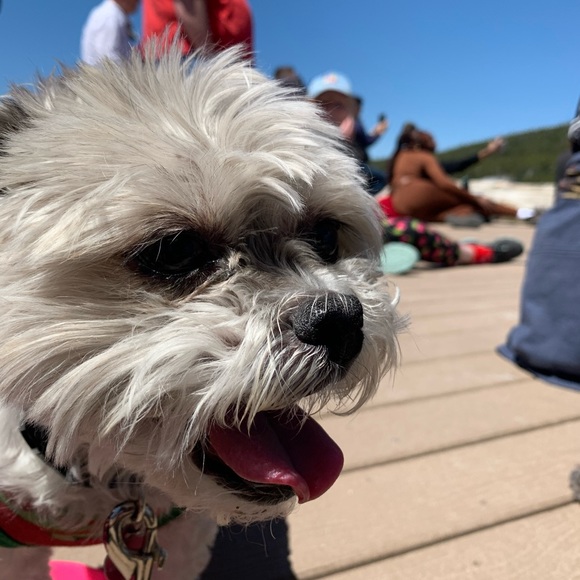 Meet your Posher, Tyce - Picture 4 of 5